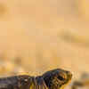 Article image for: <i class="tbold">turtles</i>