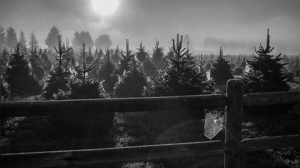 Spiders and Webs on Christmas Trees in Ukraine