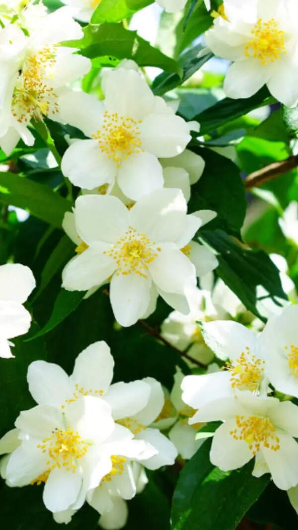 Jasmin