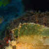 Article image for: Deep-sea Anglerfish