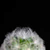 Article image for: Feather <i class="tbold">cactus</i>
