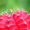 Article image for: Moon <i class="tbold">cactus</i>