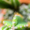 Article image for: Star <i class="tbold">cactus</i>