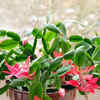 Article image for: Christmas <i class="tbold">cactus</i>