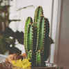 Article image for: Indoor <i class="tbold">cactus</i>