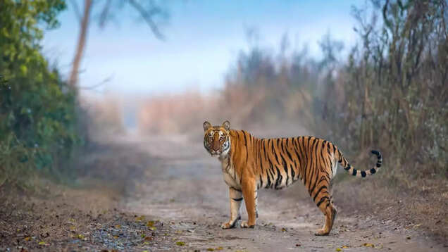 5 reasons you must visit Satpura Tiger Reserve in Madhya Pradesh