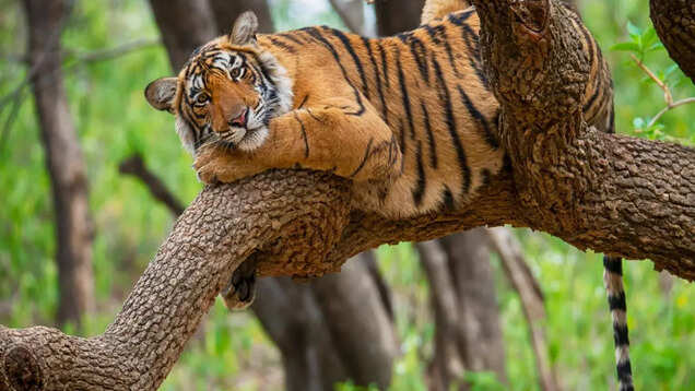 5 reasons you must visit Satpura Tiger Reserve in Madhya Pradesh