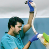 Flamingo deaths in Mumbai