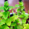How to grow and propagate mint leaves at home | Times of India