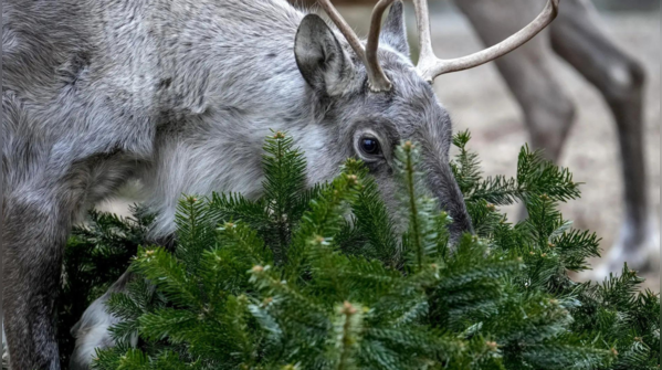 A festive treat for zoo animals