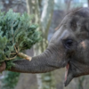 Elephants as the star participants