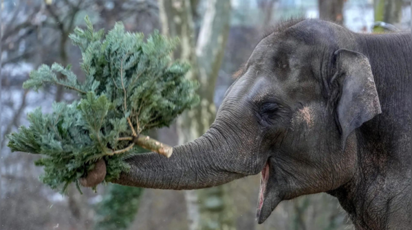 Elephants as the star participants