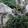 Beyond food: Trees as enrichment