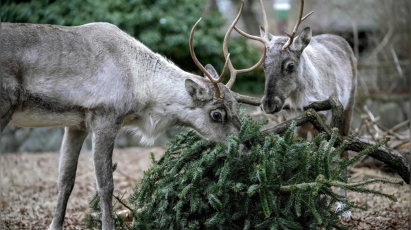 Beyond food: Trees as enrichment