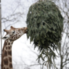 Special role for Giraffes