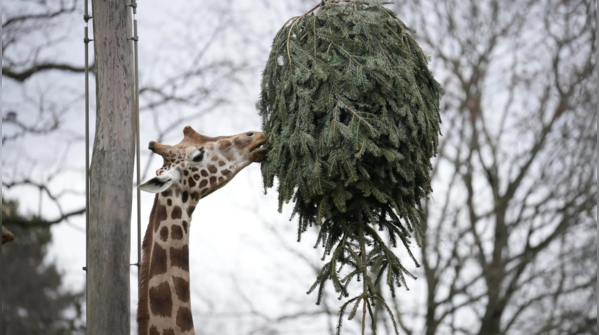 Special role for Giraffes