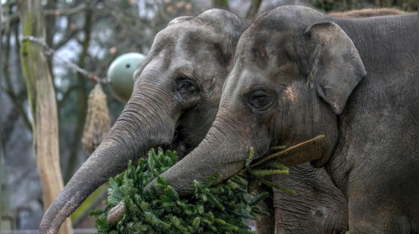 Enhancing animal welfare