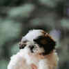 Article image for: <i class="tbold">shih tzu</i>
