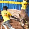 Best Bull and Tamer awards