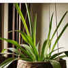 Article image for: Natural air purifier