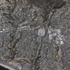 Overview of homes before fire
