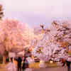 Hanami: appreciating the fleeting beauty of life