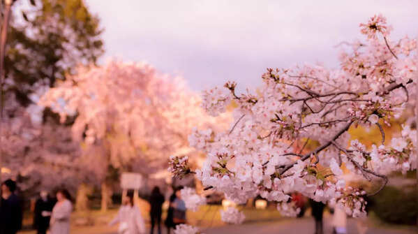 Hanami: appreciating the fleeting beauty of life