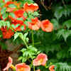 8 beautiful climbing plants to add to the balcony garden | Times of India