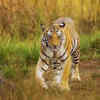 Tadoba-Andhari National Park, Maharashtra