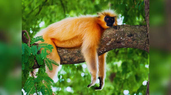 Rich biodiversity