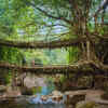Article image for: Home to Living Root Bridges