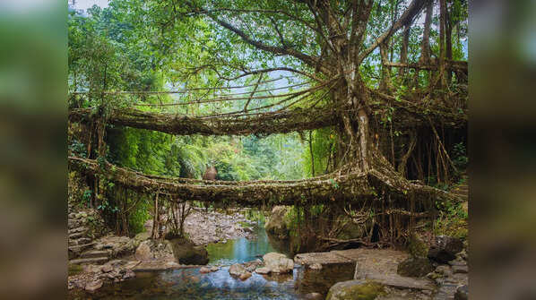 Home to Living Root Bridges