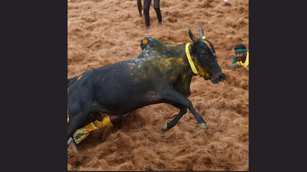 Types of Jallikattu