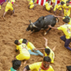 The Bull-taming sport