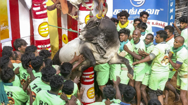 Celebration during Pongal