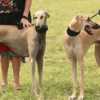 Article image for: Dog show categories