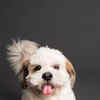 Article image for: <i class="tbold">shih tzu</i>