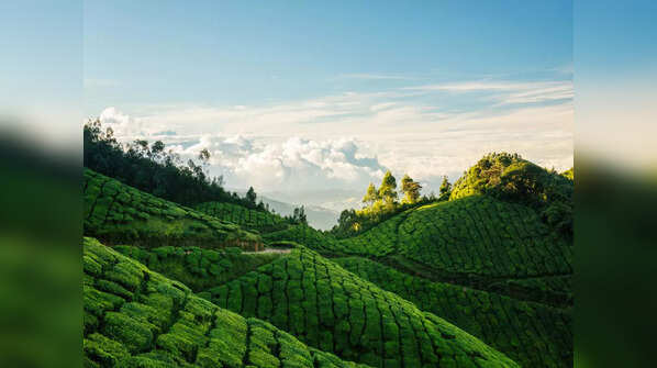 Wander through the Tea Gardens