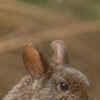 Article image for: <i class="tbold">volcano</i> Rabbit