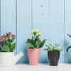 ​Small succulents for a big style impact