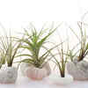 ​Air plants are perfect for tight spaces
