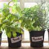 ​Create an herb garden for fresh flavours