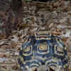 Article image for: <i class="tbold">tortoise</i>s