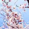 Article image for: <i class="tbold">cherry blossom</i> (Japan)
