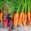 Black carrots