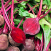 Beetroot