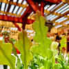 Article image for: Fishbone <i class="tbold">cactus</i>