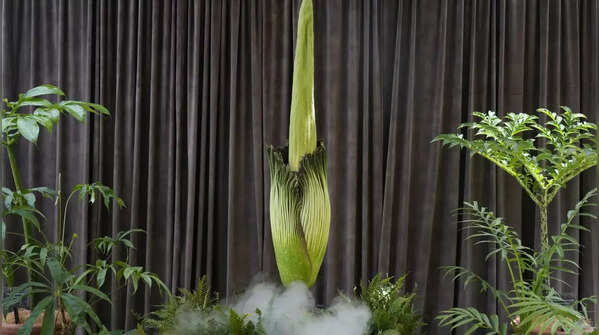 A rare floral phenomenon