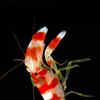 Article image for: <i class="tbold">pistol</i> shrimp