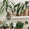 Article image for: 10 gardening and decor goals to set for 2025 (easy and budget-friendly)